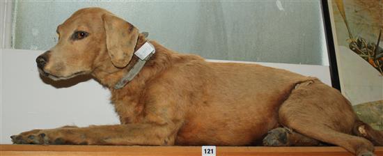 Stuffed dog